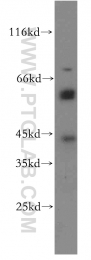 20122-1-AP - WDR13