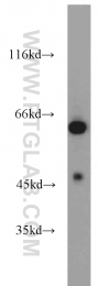 20483-1-AP - WDR32