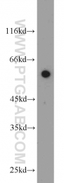 20483-1-AP - WDR32