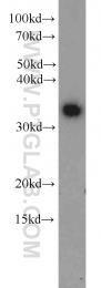 22536-1-AP - WDR61