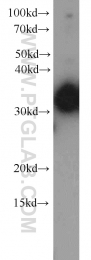 22536-1-AP - WDR61