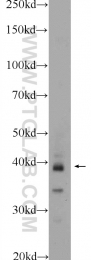 25540-1-AP - WDR92 / Monad