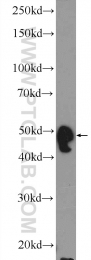 25204-1-AP - WIPI-1