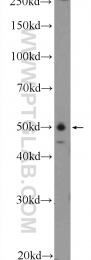 25204-1-AP - WIPI-1