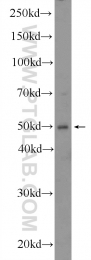 25204-1-AP - WIPI-1