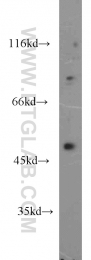 17983-1-AP - WNT3