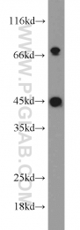 17983-1-AP - WNT3