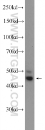 55184-1-AP - WNT5A