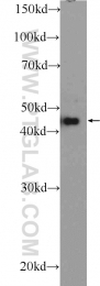 55184-1-AP - WNT5A