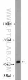 24201-1-AP - WNT6