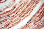 12915-1-AP - XPO1 / Exportin-1