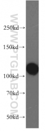 12915-1-AP - XPO1 / Exportin-1