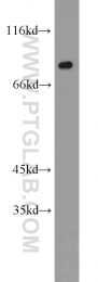 16389-1-AP - XRCC5 / Ku80 / Ku86