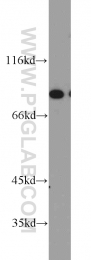 16389-1-AP - XRCC5 / Ku80 / Ku86