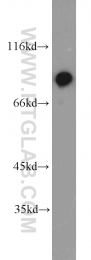 16389-1-AP - XRCC5 / Ku80 / Ku86