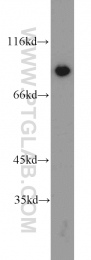 16389-1-AP - XRCC5 / Ku80 / Ku86