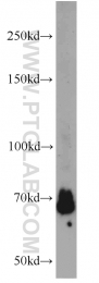 22156-1-AP - YY1