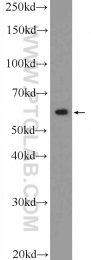 25633-1-AP - ZBTB22