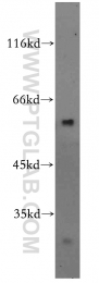19817-1-AP - ZBTB37