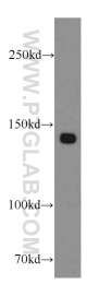 20026-1-AP - ZBTB40