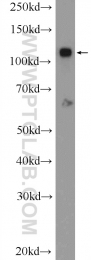 25624-1-AP - ZC3H7B