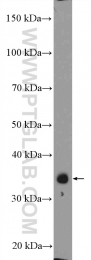 26152-1-AP - ZC3H8