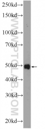 24046-1-AP - ZDHHC9