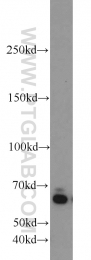 23203-1-AP - ZGPAT