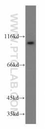 20136-1-AP - ZHX2
