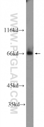 25214-1-AP - ZNF36