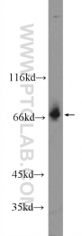 25214-1-AP - ZNF36