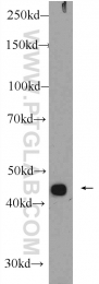 24974-1-AP - ZNF114