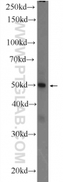 25515-1-AP - ZNF134