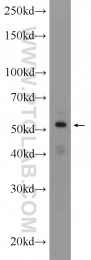 24531-1-AP - ZNF140