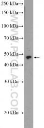 21467-1-AP - ZNF232