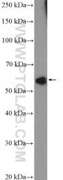 21467-1-AP - ZNF232