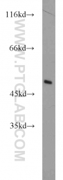 12714-1-AP - ZNF238