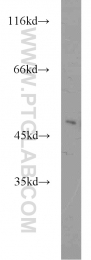 12714-1-AP - ZNF238