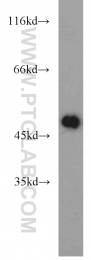 12714-1-AP - ZNF238