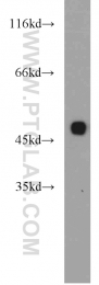 12714-1-AP - ZNF238