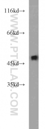 12714-1-AP - ZNF238