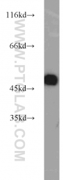 12714-1-AP - ZNF238