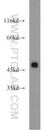 12714-1-AP - ZNF238