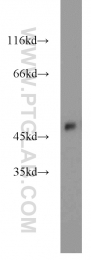12714-1-AP - ZNF238