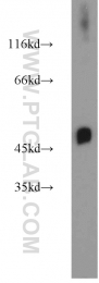 12714-1-AP - ZNF238