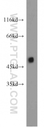 12714-1-AP - ZNF238