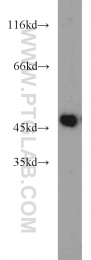 12714-1-AP - ZNF238