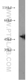 12714-1-AP - ZNF238
