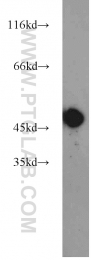 12714-1-AP - ZNF238