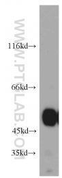 15558-1-AP - ZNF259